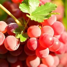 100+ Organic Red Grapes Seeds Seedless -Sweet Grape Seeds for Planting-Berry Seed Non-GMO Heirloom Red Grape Fruit Pl...