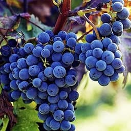 100+ PCS Heirloom Purple Concord Grape Vine Seeds for Lush Fruitful Gardens Perfect for Growing Your Own Grapes Seed ...